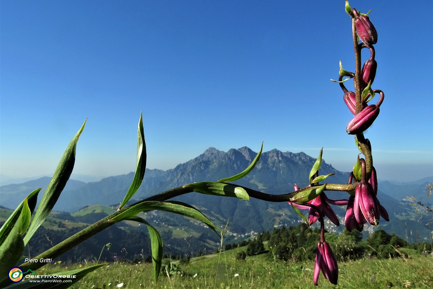 01 ...mi piego, ma poi mi raddizzo e salgo! (Giglio martagone (Lilium martagon) con vista in Alben .JPG -                                